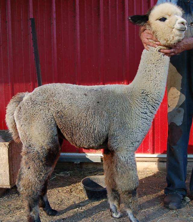 100% Alpaca Sport Weight Yarn Grade 1 – Red Door Alpaca Farm